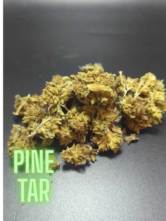 Pine Tar Indica