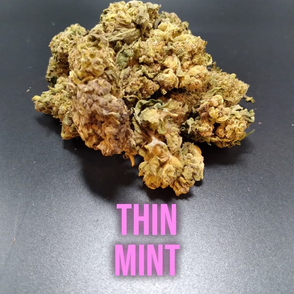 Thin Mint Hybrid