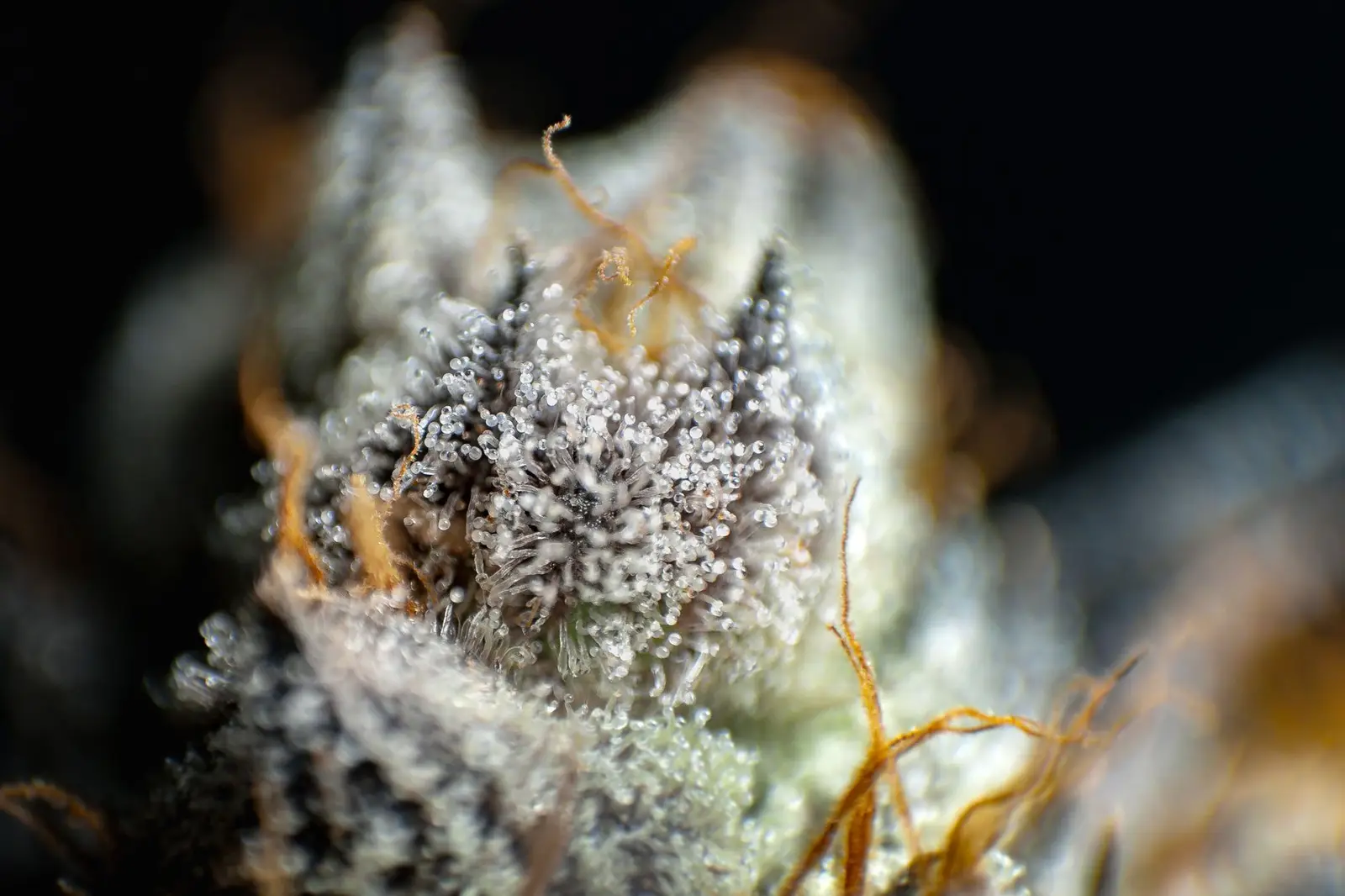 Detailed macro shot of cannabis bud trichomes glistening.