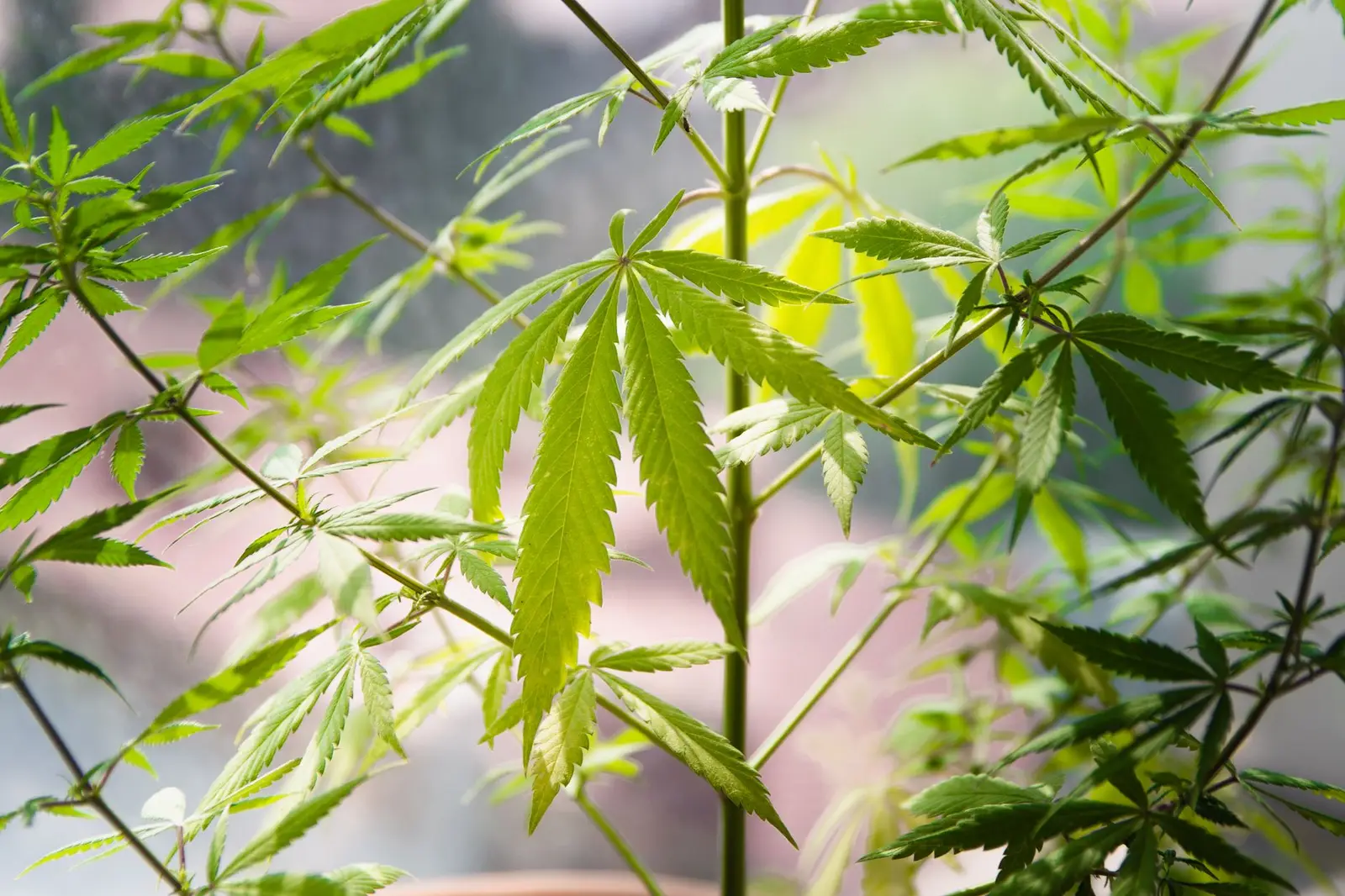 Close-up of lush cannabis leaves showcasing vibrant greenery in natural light.