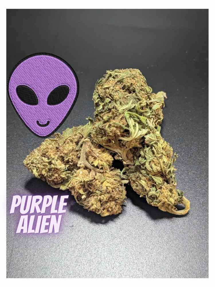 Purple Alien Hybrid