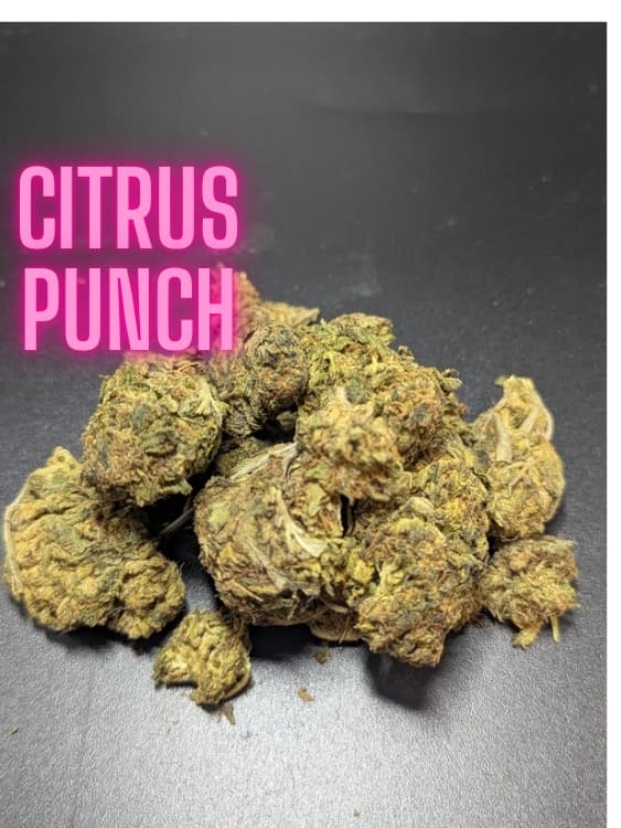 Citrus Punch Sativa