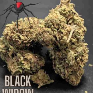 Black Widow Sativa