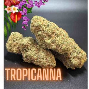 Tropicanna Sativa