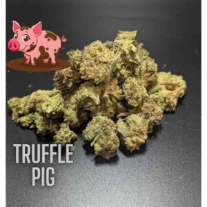 Truffle Pig Indica