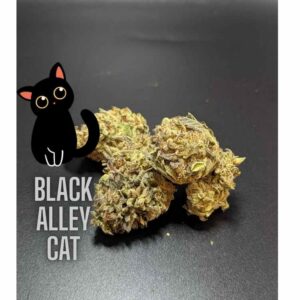 Black Alley Cat Kush Indica