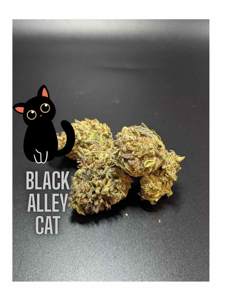Black Alley Cat_20260701_191826_0000