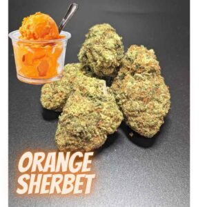 Orange Sherbet Hybrid