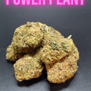 Power Plant Sativa cannabis flower